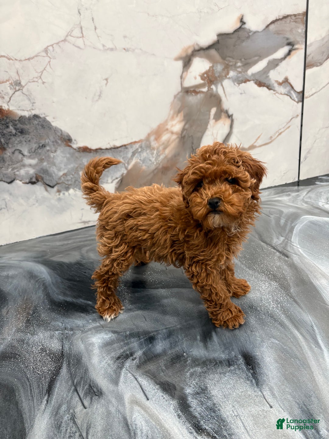 Toy Poodle dogs for sale: Toy Poodle Puppy 1 - Ad 2