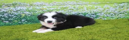 Australian Shepherd dogs for sale: Levi - Ad 2