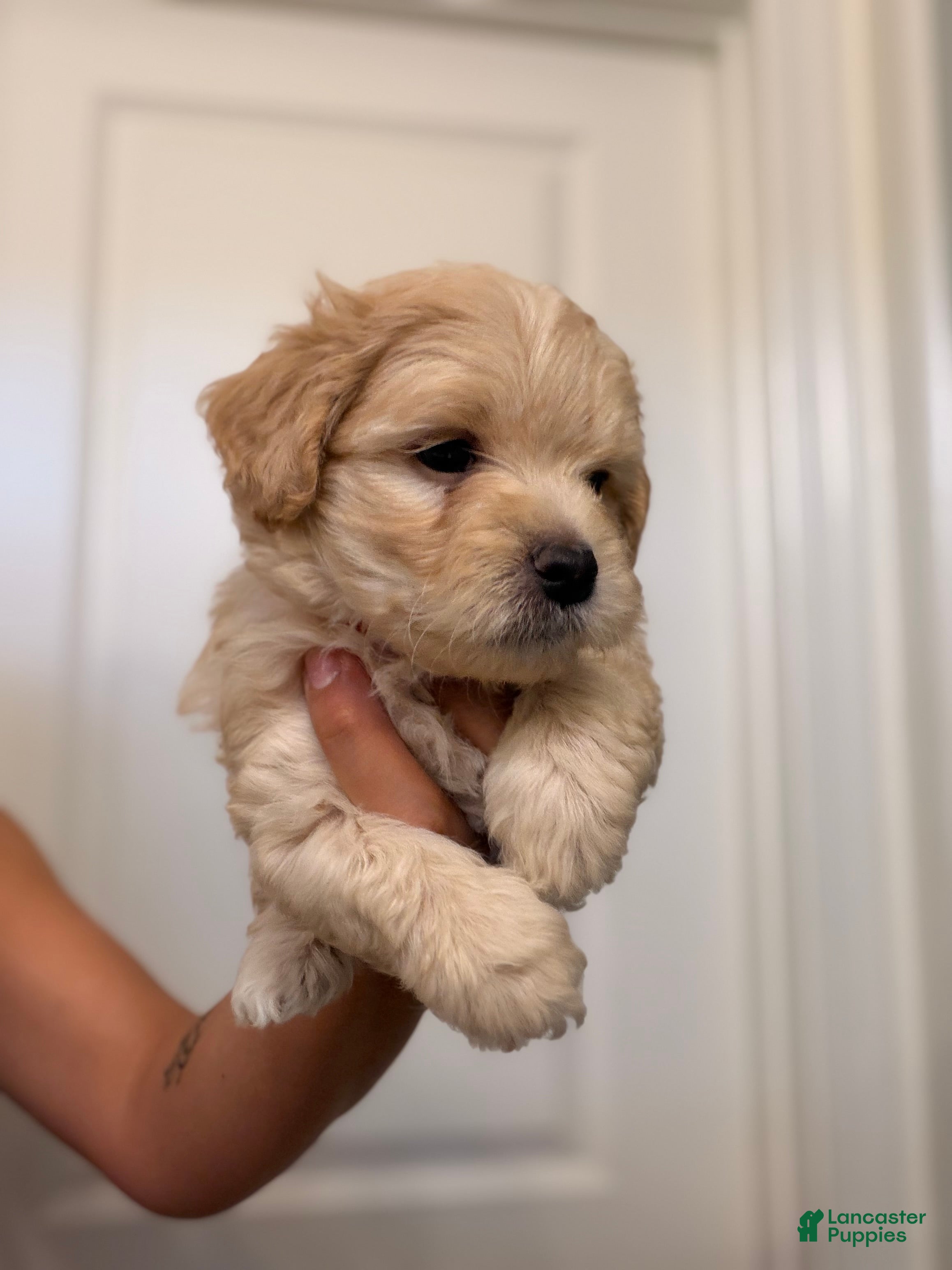 Maltipoo dogs Apple - Ad 5