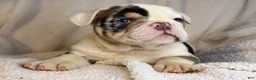 English Bulldog dogs for sale: Versace - Ad 119