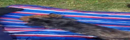 Mixed Breed dogs for sale: Little Man - Ad 11