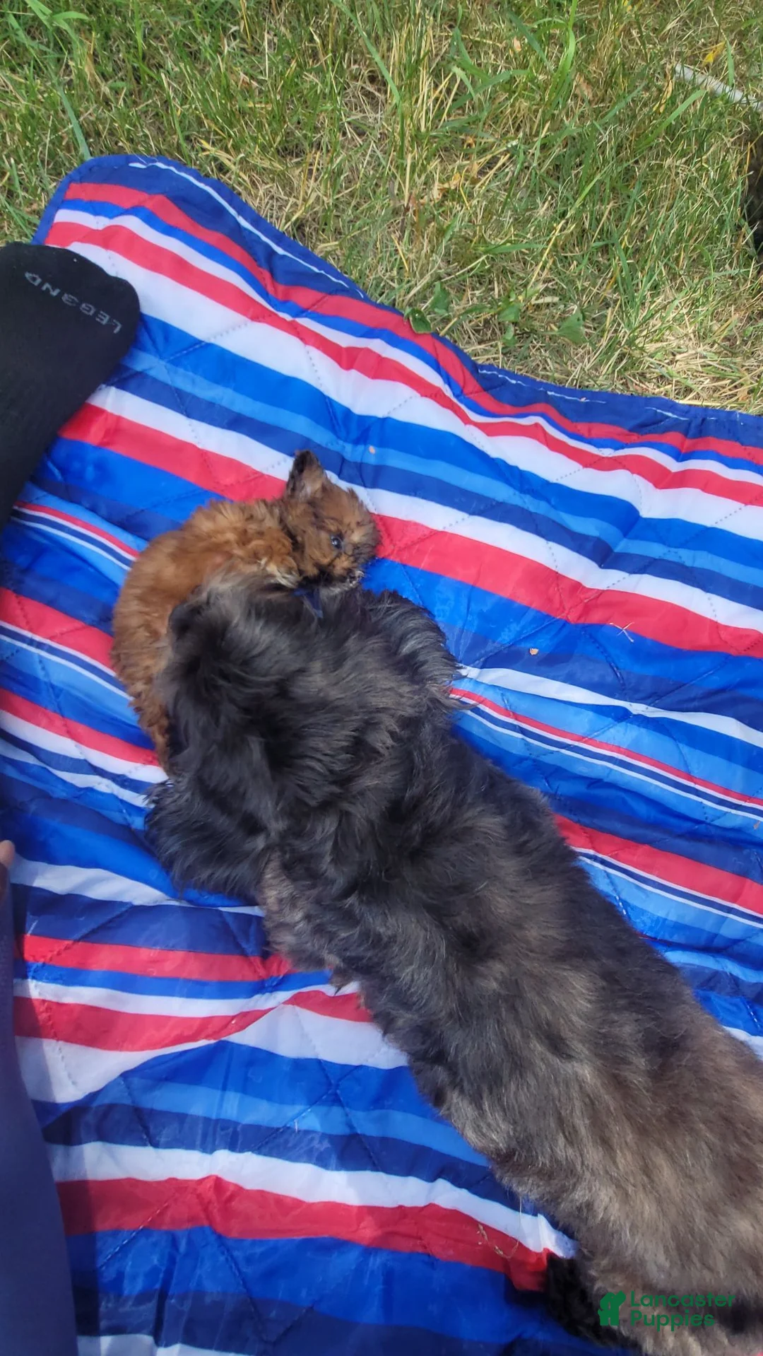 Mixed Breed dogs for sale: Little Man - Ad 11
