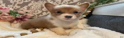 Welsh Corgi Pembroke dogs for sale: Sasha - Ad 5