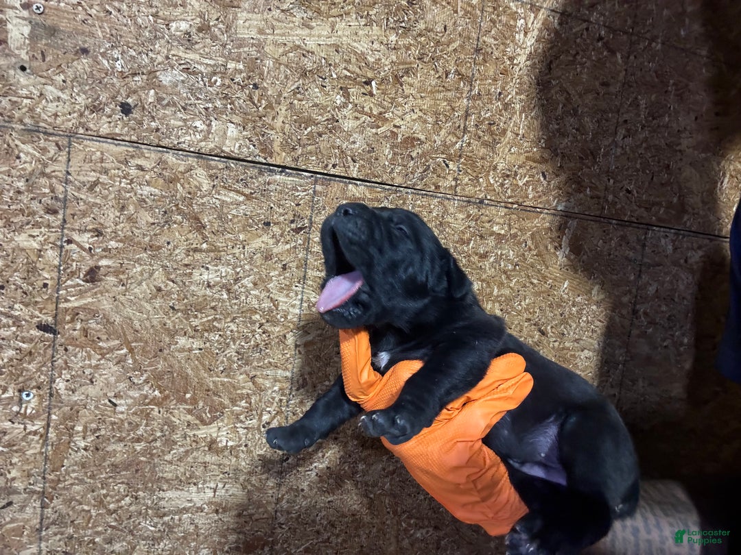 Cane Corso dogs for sale: Cane Corso Puppy 4 - Ad 15