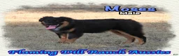 Miniature Australian Shepherd dogs for sale: Moses - Ad 4