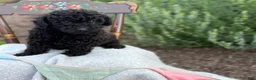 Toy Poodle dogs for sale: Captain - Ad 12