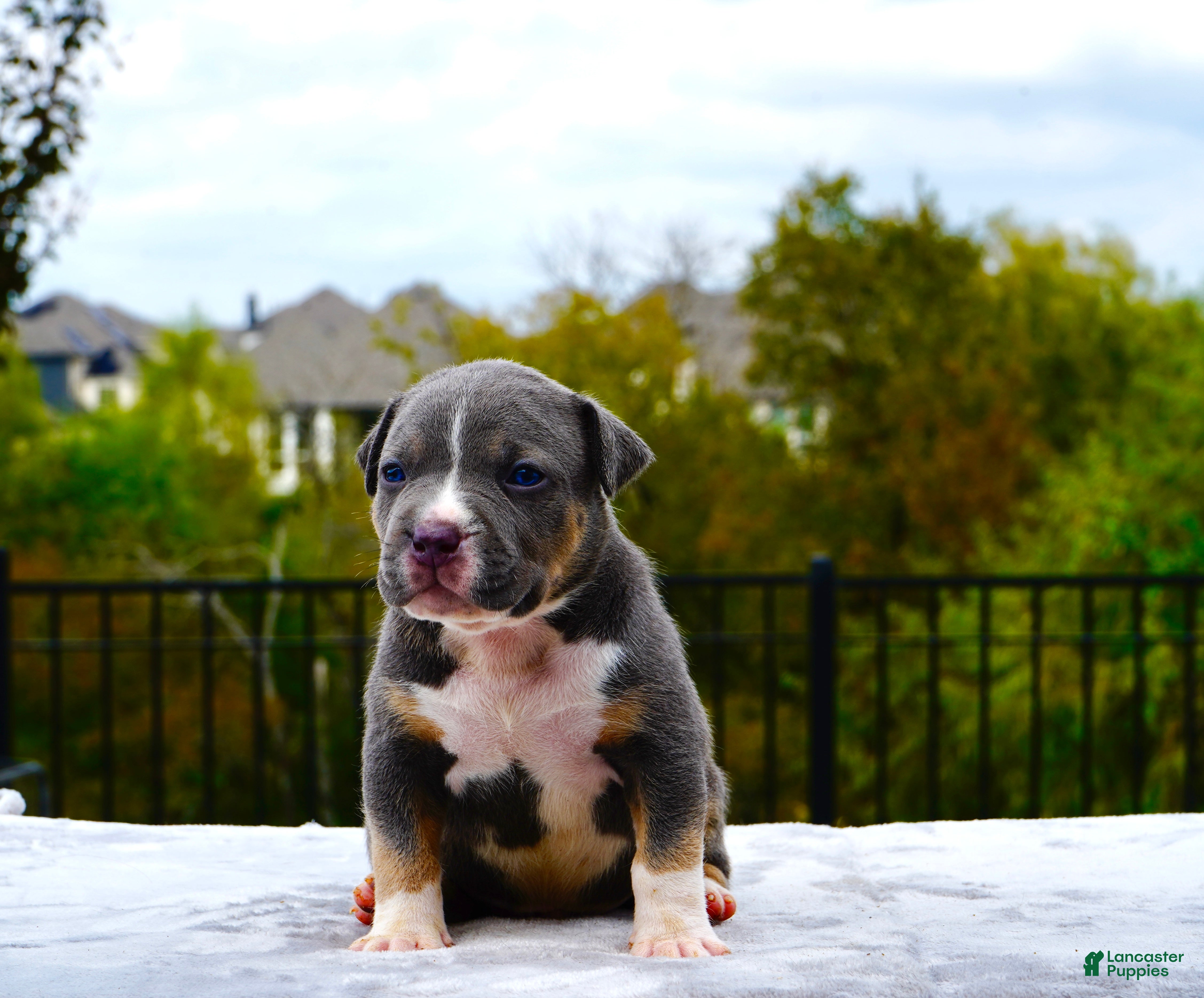 American Bully Puppies for sale in Garland, Texas Lancaster Puppies