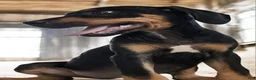Catahoula Leopard Dog dogs for sale: Jesse 2026 M1 - Ad 10