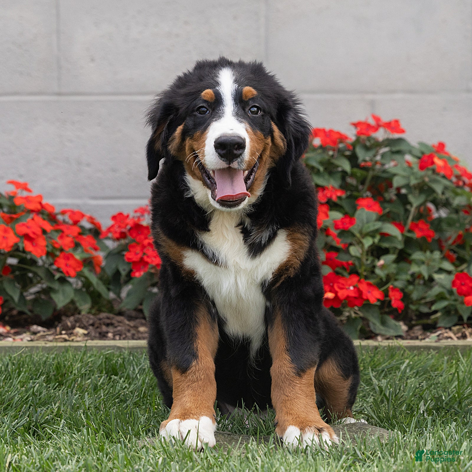 Bernese Mountain Dog dogs Bryan Bernese Mountain Dog  - Ad 1