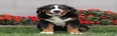 Bryan (Genetically Clear) Bernese Mountain Dog 