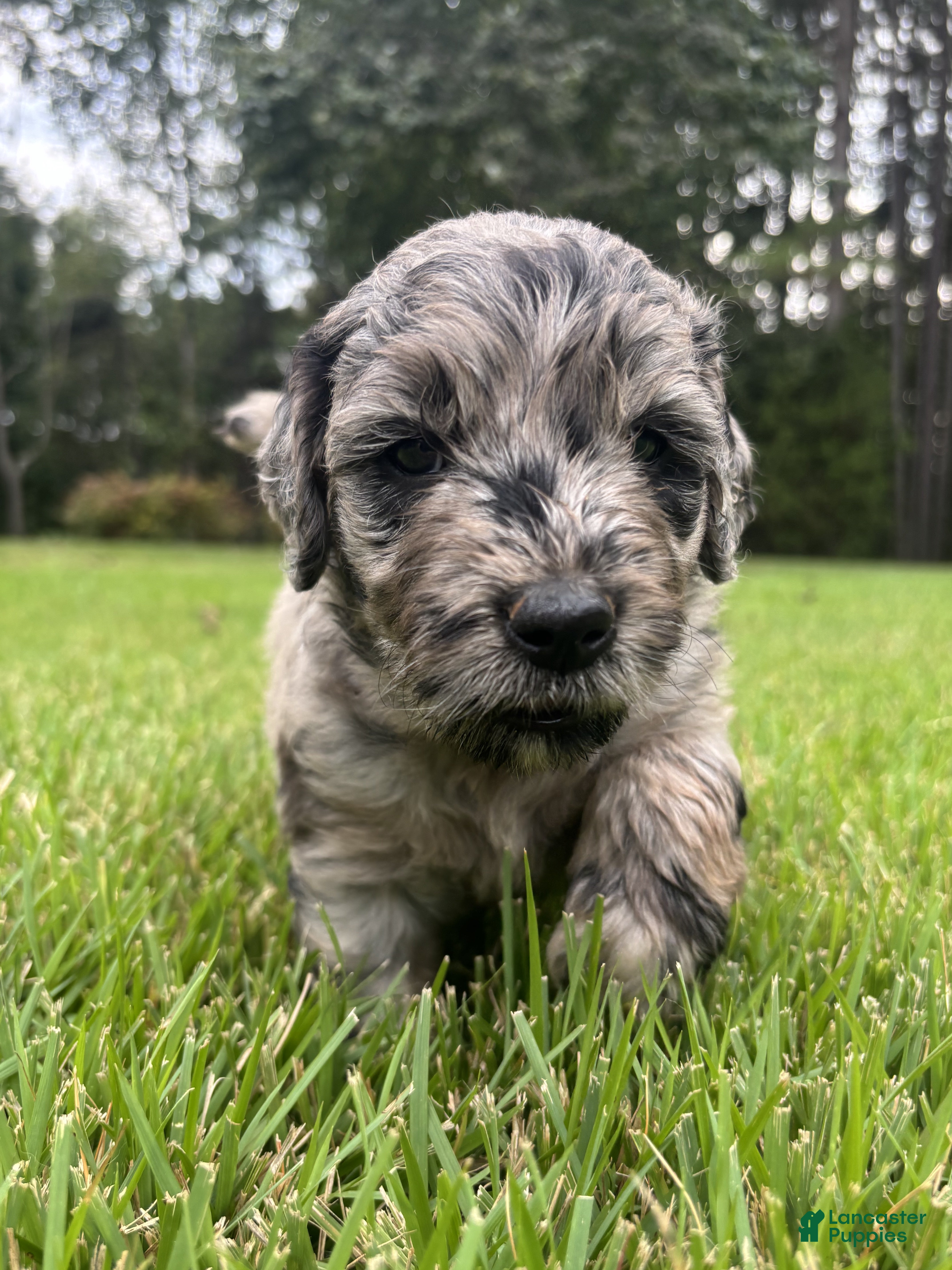 Goldendoodle dogs Dolly - Ad 1
