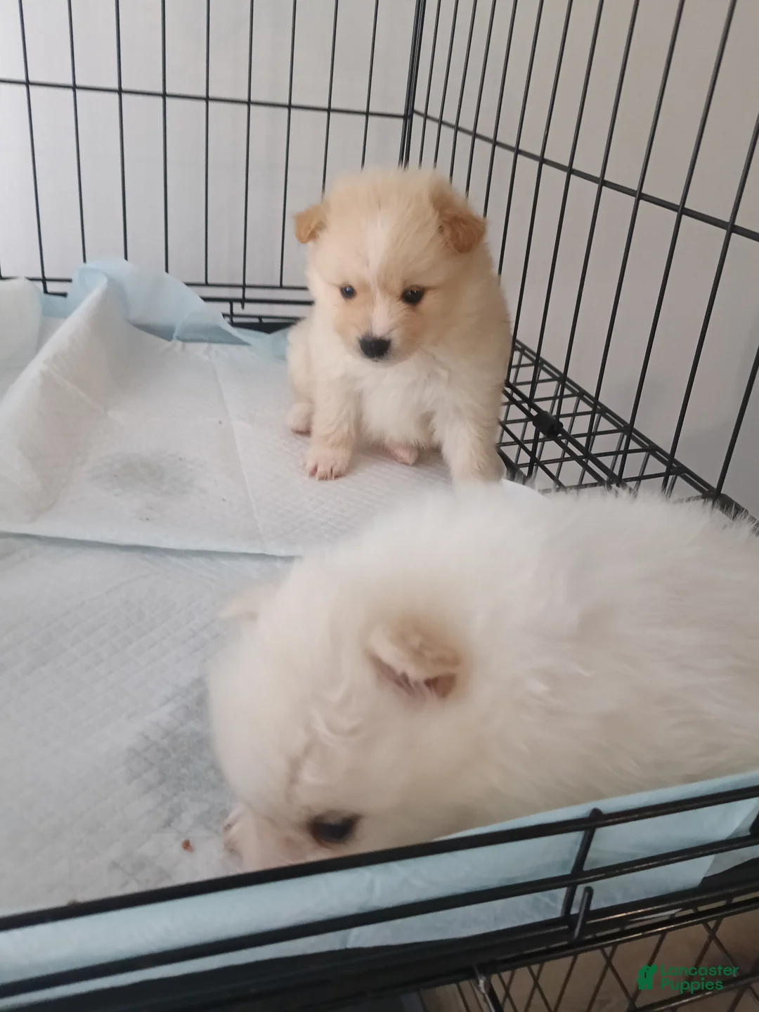 Pomeranian dogs for sale: Pomeranian Puppy 2 - Ad 6