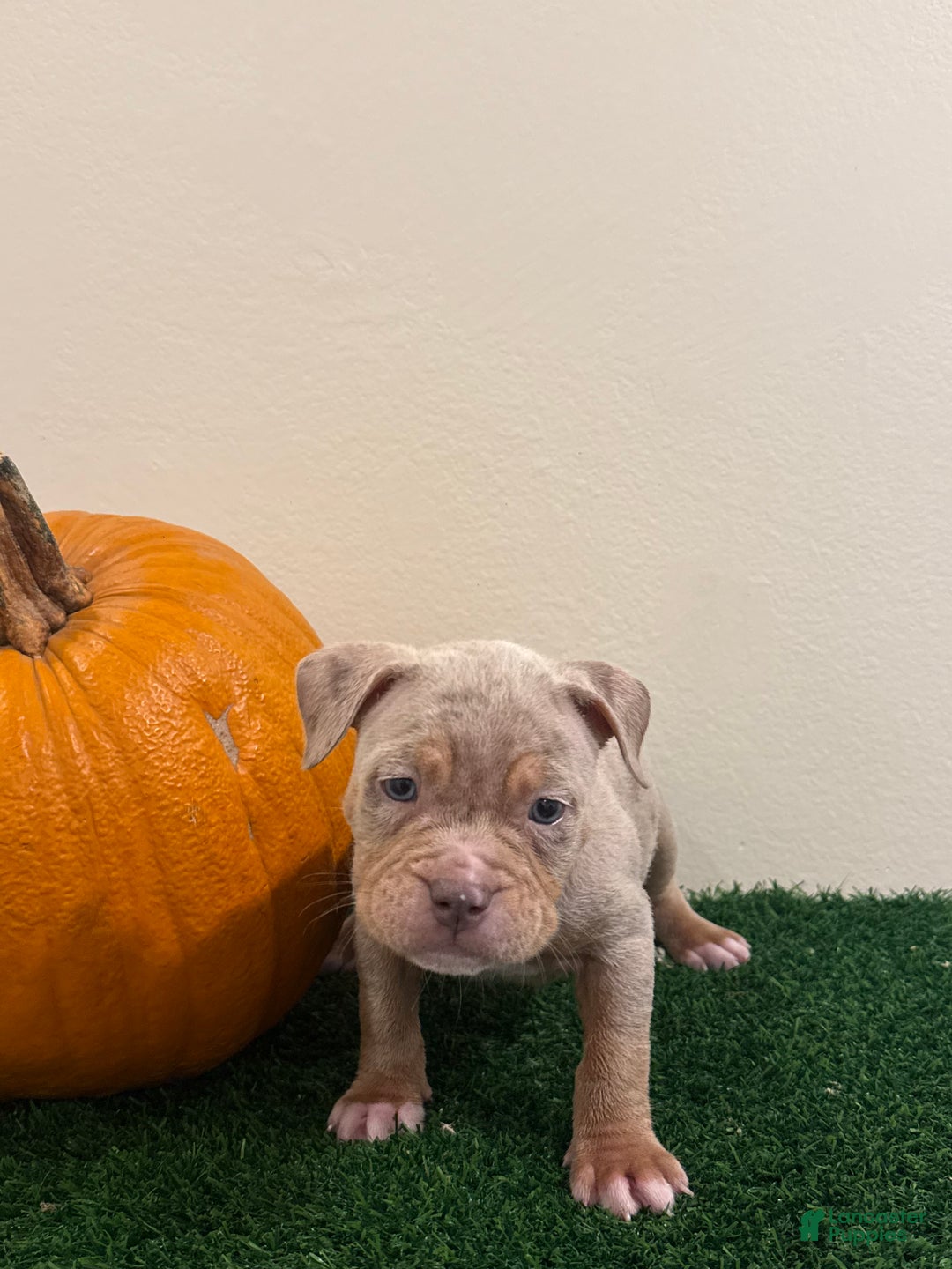 American Bully dogs for sale: American Bully Puppy 5 - Ad 1