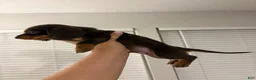 Miniature Dachshund dogs for sale: Miniature Dachshund Puppy 3 - Ad 3