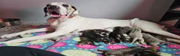 Great Dane dogs for sale: Brown collar  - Ad 6
