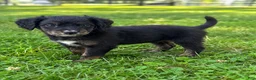 Mini Bernedoodle dogs for sale: Haymitch - Ad 4