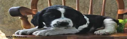 English Springer Spaniel dogs for sale: Wafer  - Ad 4