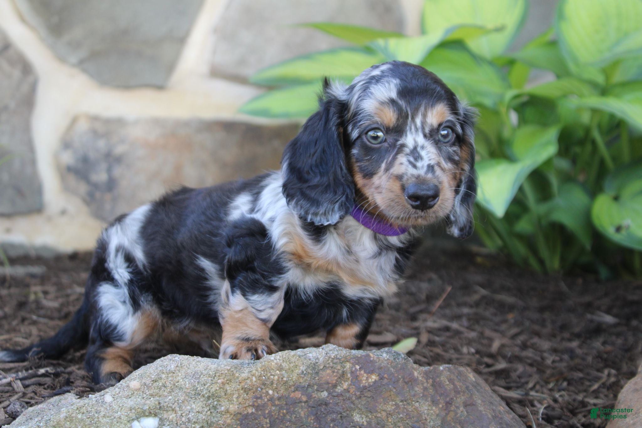 Dachshund dogs Peter - Ad 2
