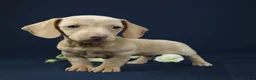 Miniature Dachshund dogs for sale: Opal - Ad 2