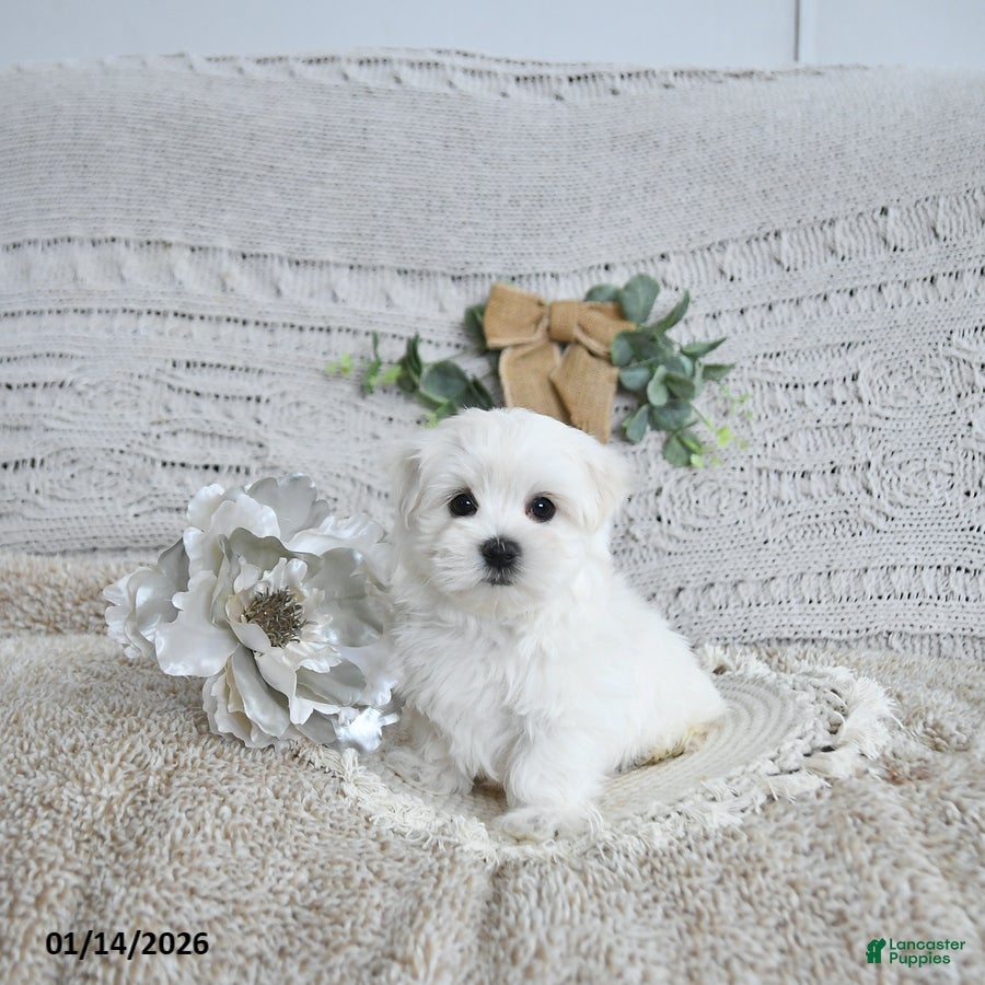 Maltese dogs Fritz EXTRA SMALL - Ad 29