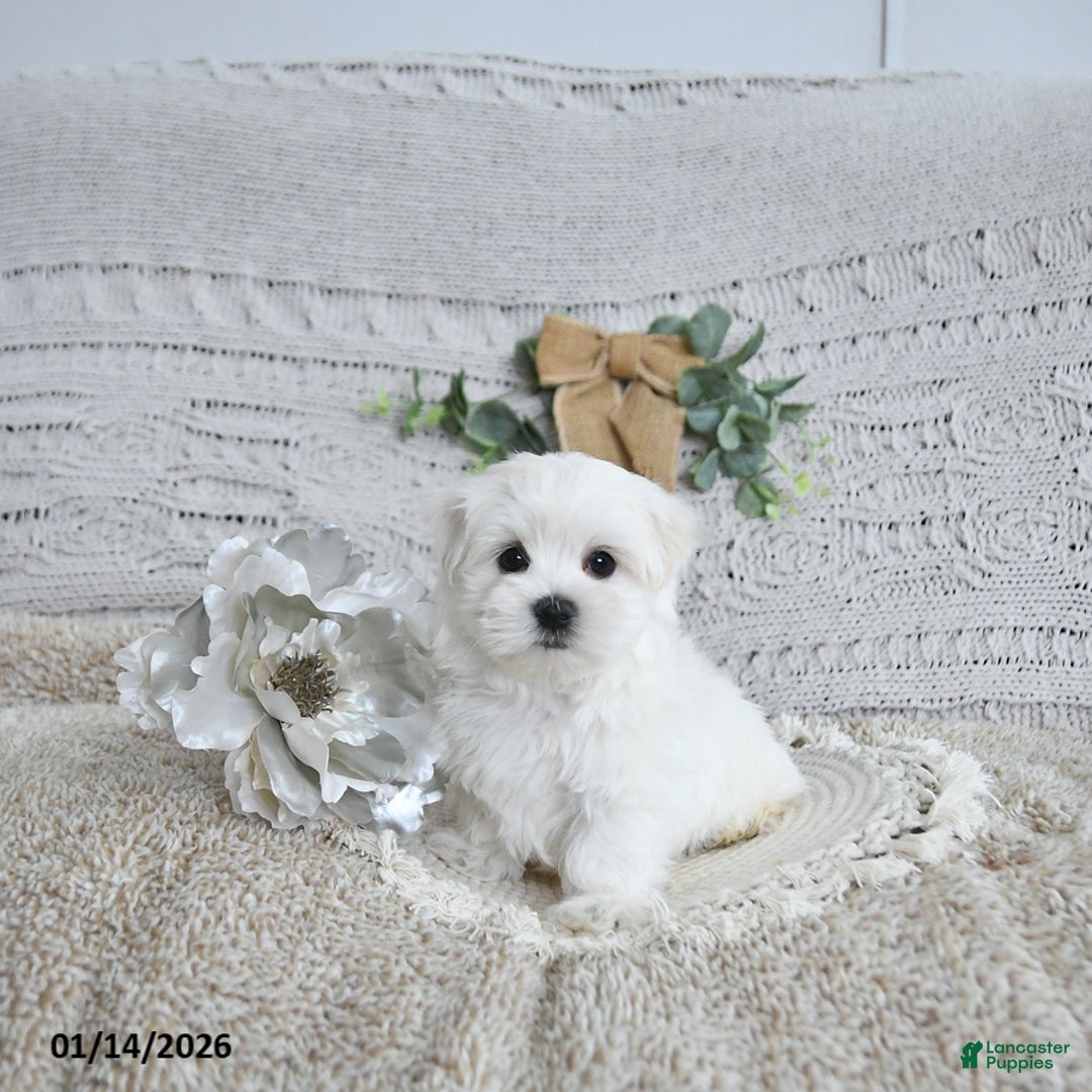 Maltese dogs for sale: Fritz EXTRA SMALL - Ad 1