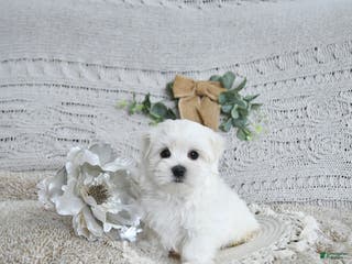 Maltese dogs Fritz EXTRA SMALL - Ad 6
