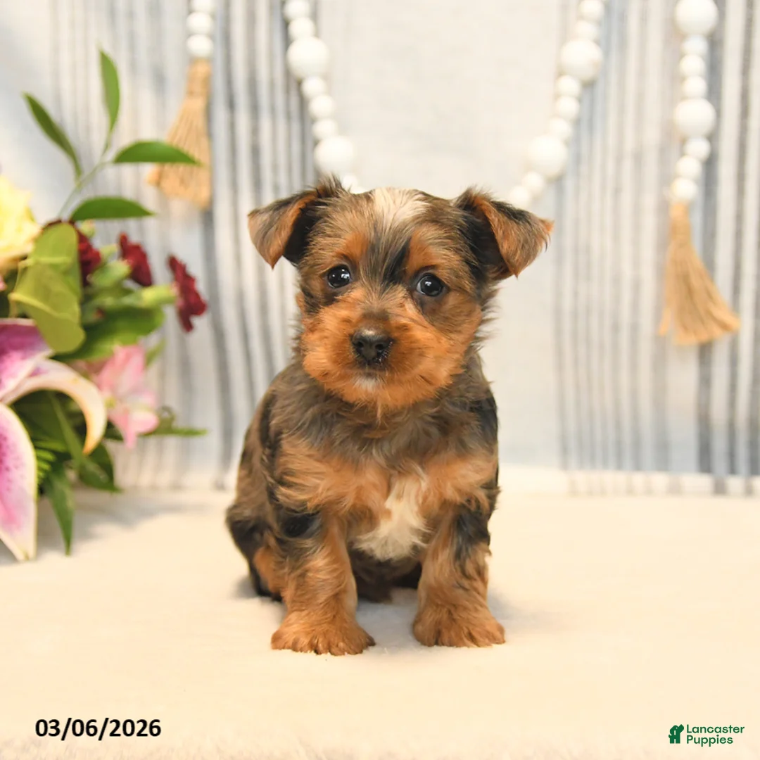 Yorkshire Terrier dogs for sale: Oliver - Ad 2