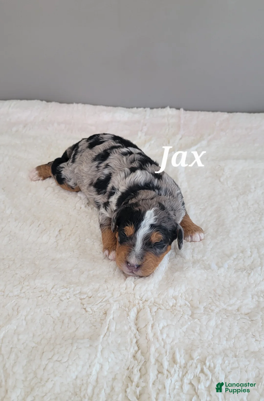 Mini Bernedoodle dogs for sale: Gus - Ad 5