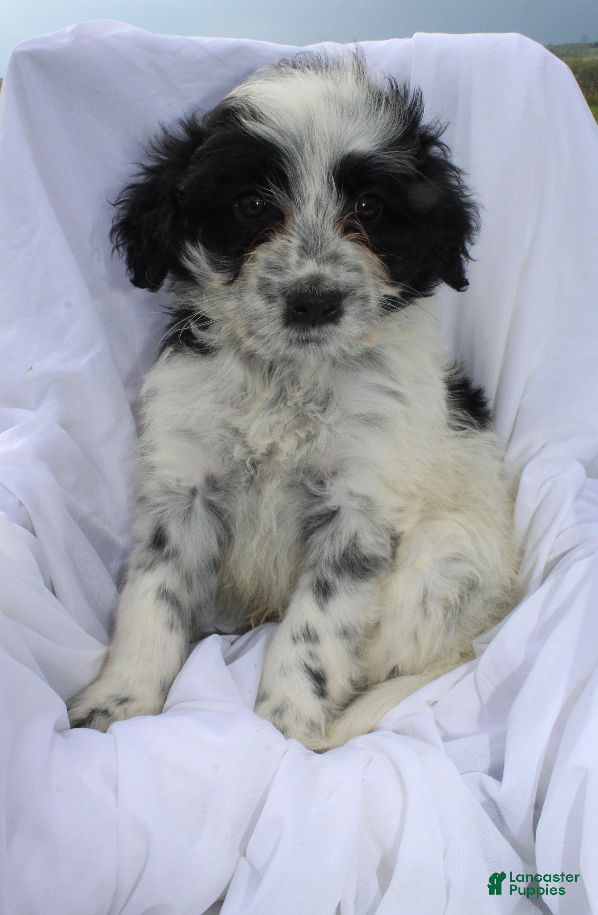 Portuguese Water Dog dogs Sammy - Ad 2
