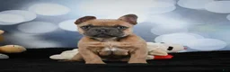 French Bulldog dogs for sale: April - Ad 9