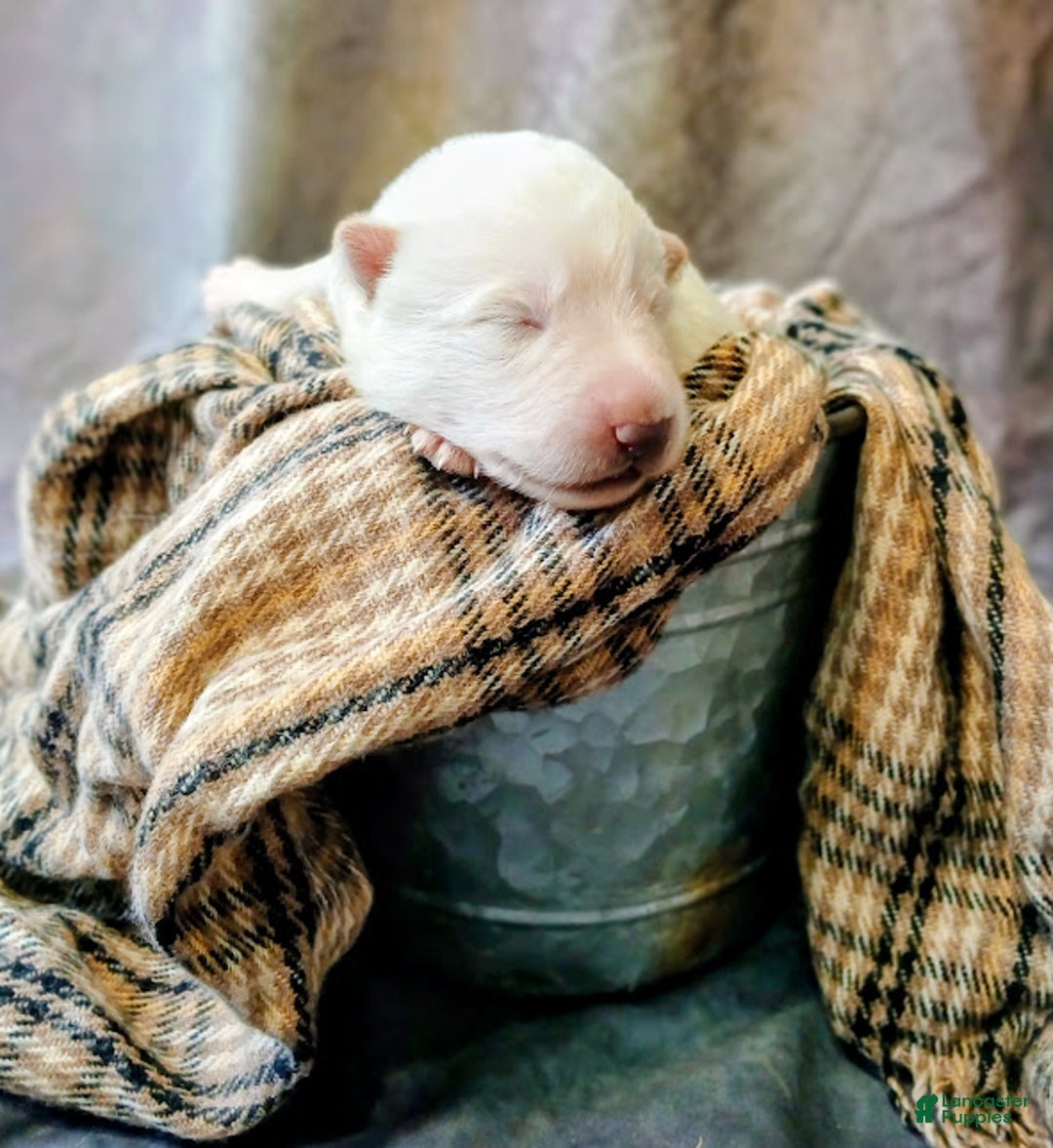 German Shepherd dogs for sale: Striker - Ad 3