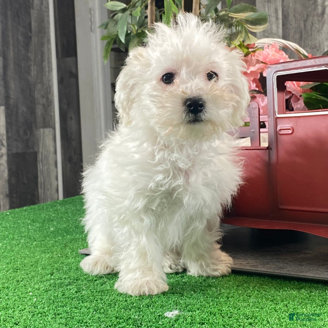 Bichon Frise dogs for sale: Betty - Ad 4