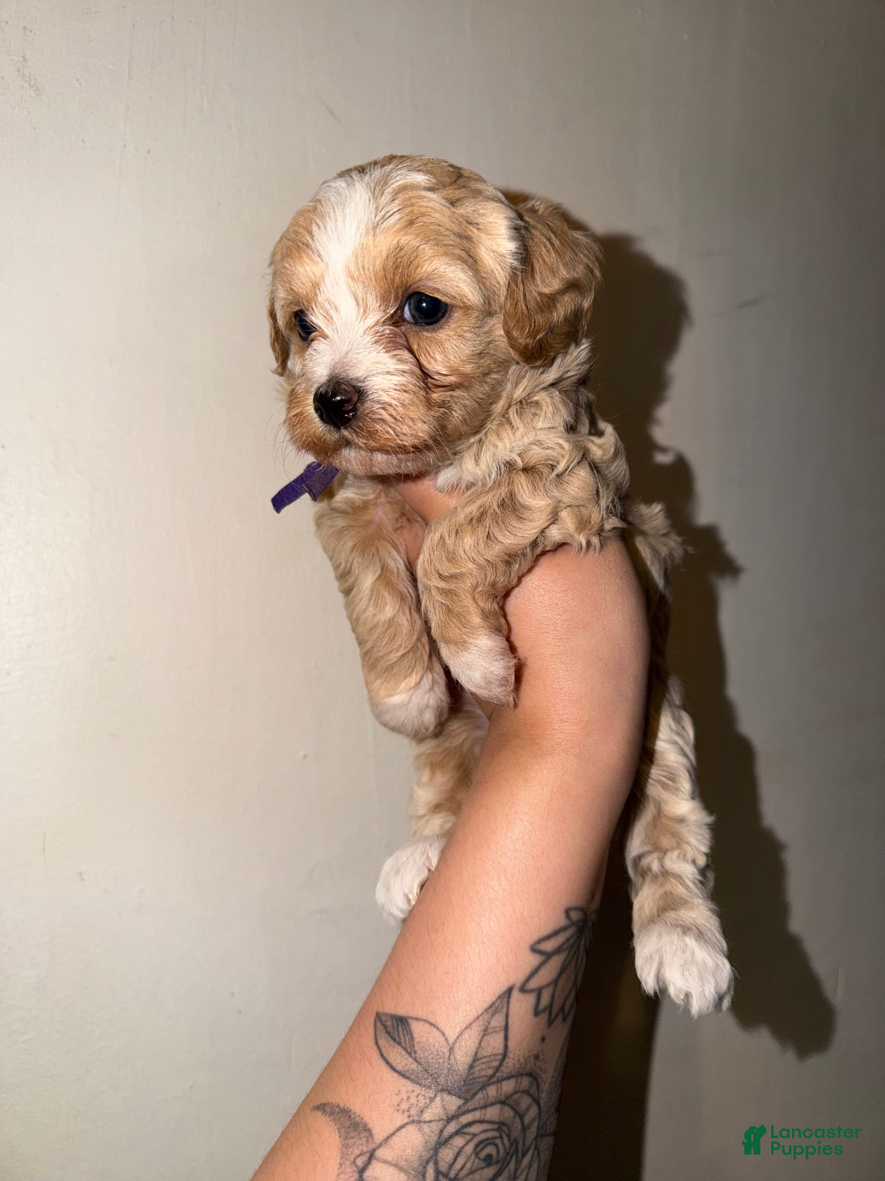 Havapoo dogs for sale: Daisy - Ad 3