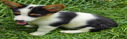 Welsh Corgi Pembroke dogs for sale: Oreo girl  - Ad 19
