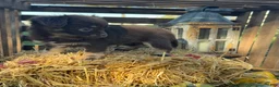 Chihuahua dogs for sale: Bingo - Ad 6