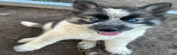 Siberian Husky dogs for sale: Siberian Husky 4 - Ad 2