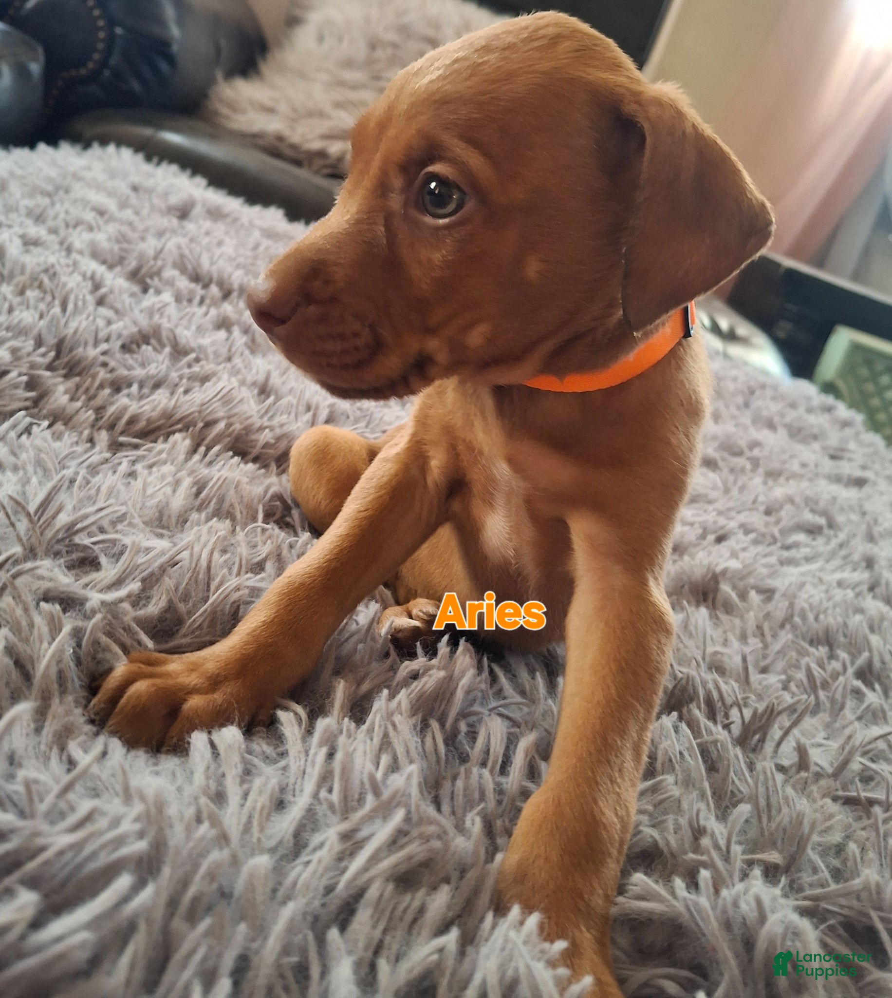 Mixed Breed dogs for sale: Mixed Breed Puppy 8 - Ad 1