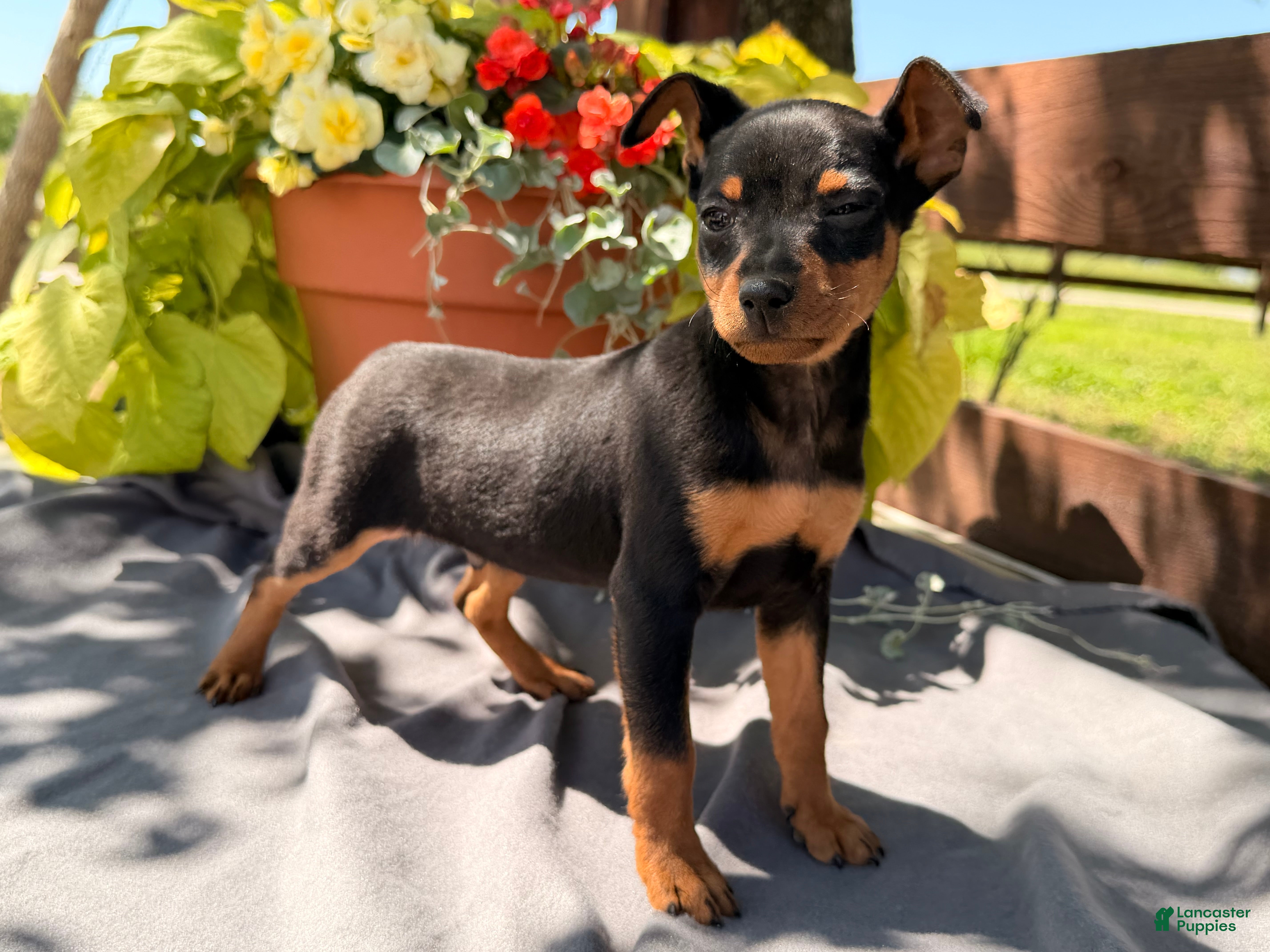 Miniature Pinscher dogs Indian  - Ad 2