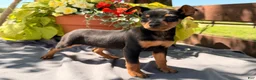 Miniature Pinscher dogs for sale: Indian  - Ad 2