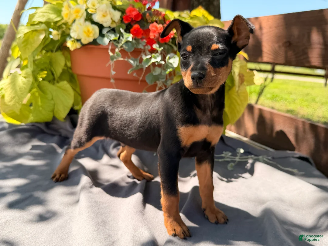 Miniature Pinscher dogs for sale: Indian  - Ad 2