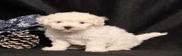 Bichon Frise dogs for sale: Winston - Ad 1