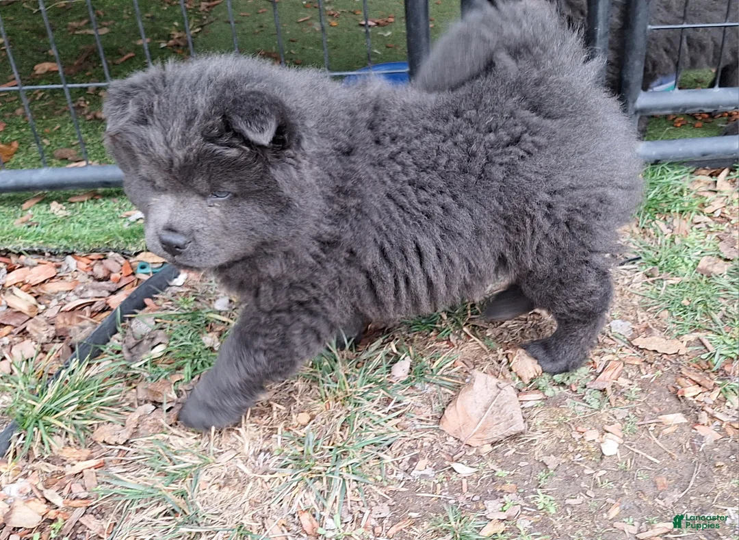 Chow Chow dogs for sale: Chow Chow Puppy 2 - Ad 3