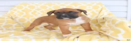 Boxer dogs for sale: Atlas - Ad 5