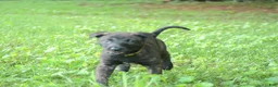 Dutch Shepherd dogs for sale: Jinx - Ad 4