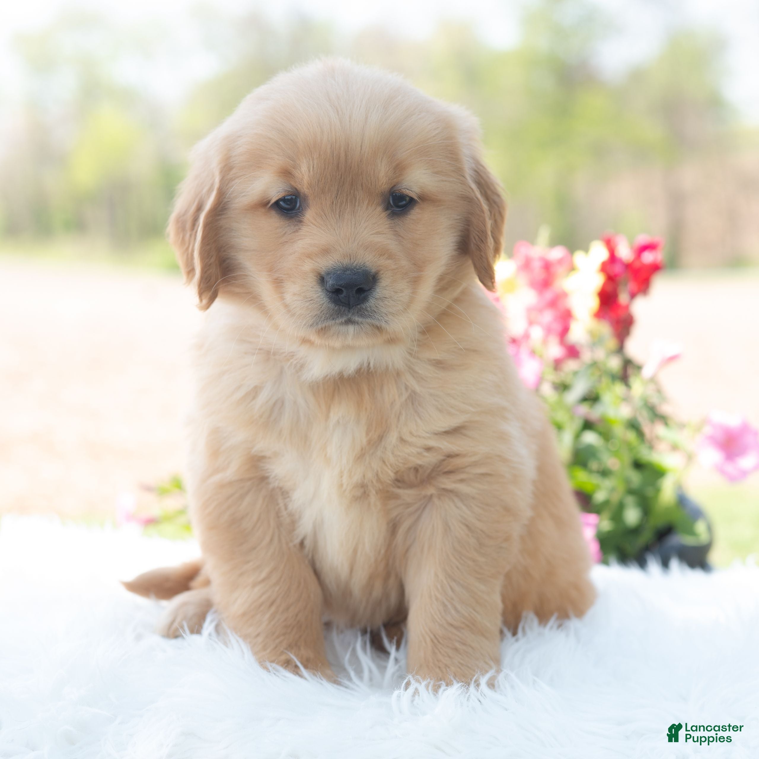 Golden Retriever dogs Madison  - Ad 2