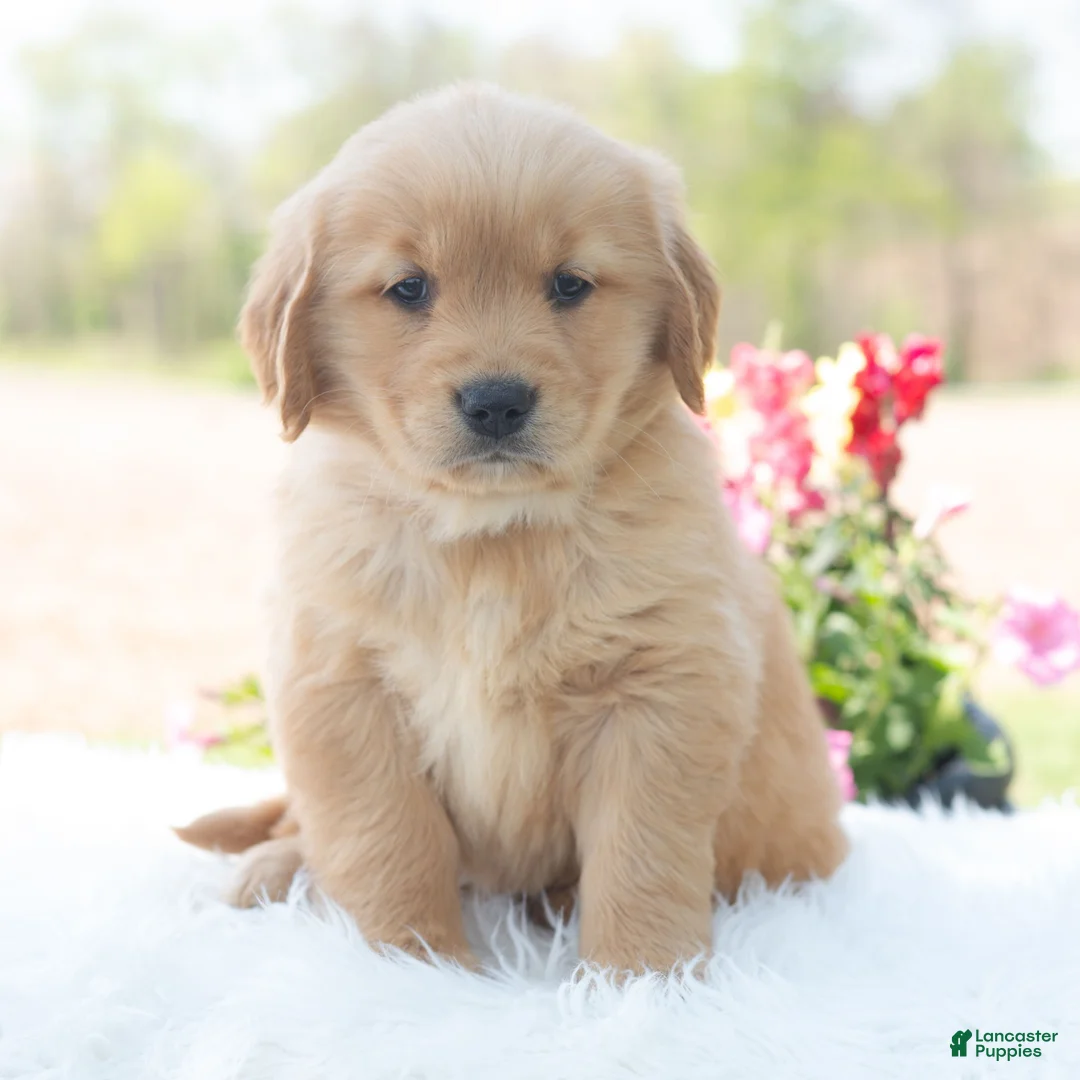 Golden Retriever dogs for sale: Madison  - Ad 2