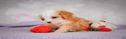 Mini Bernedoodle dogs for sale: Marcy - Ad 4