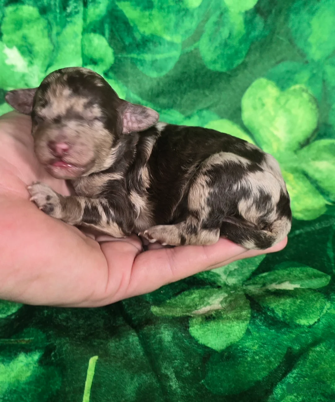 Mini Goldendoodle dogs for sale: Archer - Ad 1