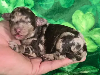 Mini Goldendoodle dogs Archer - Ad 26