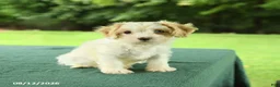 Cavapoo dogs for sale: Monty - Ad 3